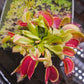 Dionaea m. 'Jersey Devil'