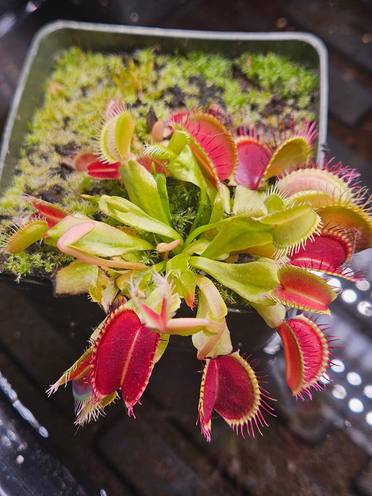 Dionaea m. 'Jersey Devil'