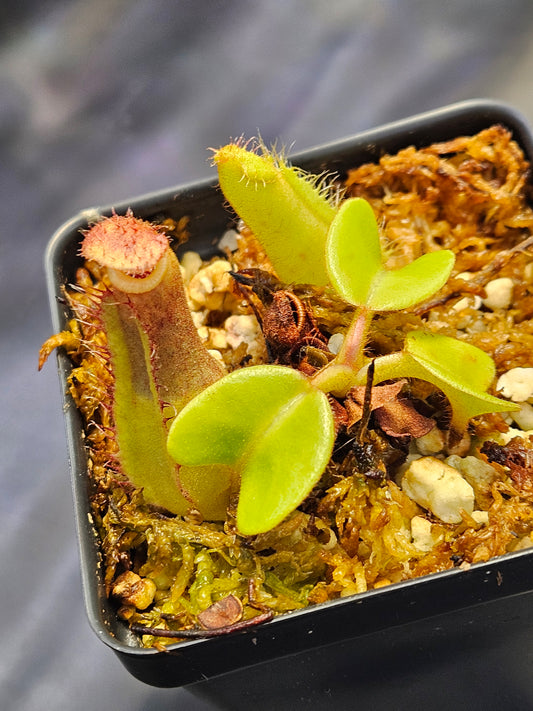 N. truncata (Giant x C) #2