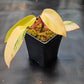 Philodendron 'Strawberry Shake' Hi-Color