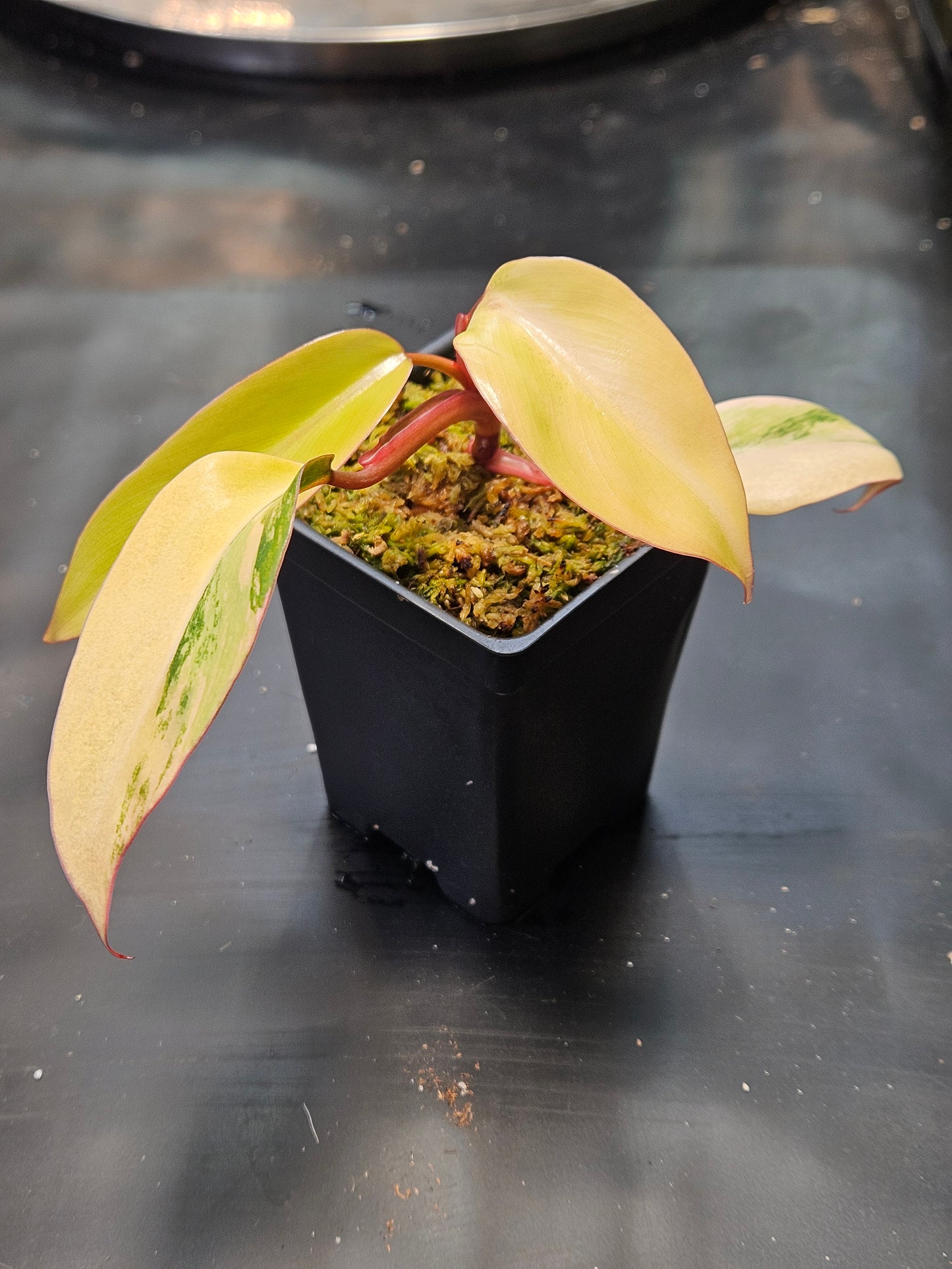 Philodendron 'Strawberry Shake' Hi-Color