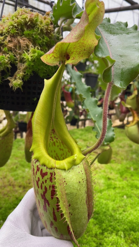 N. veitchii x maxima