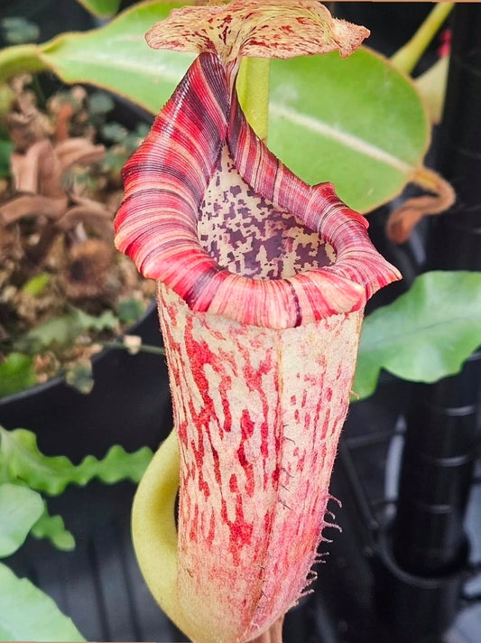 N. LVB x platychila EP