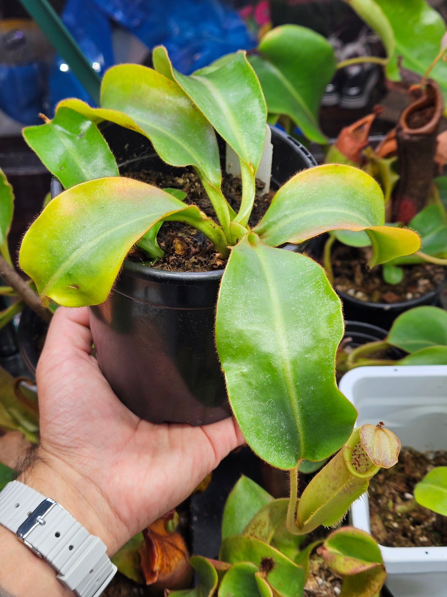 N. LVB x veitchii