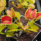 Dionaea m. 'Chinese Dumpling'