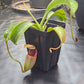 N. (lowii x Tiveyi) x [(lowii x veitchii) x burbidgeae]