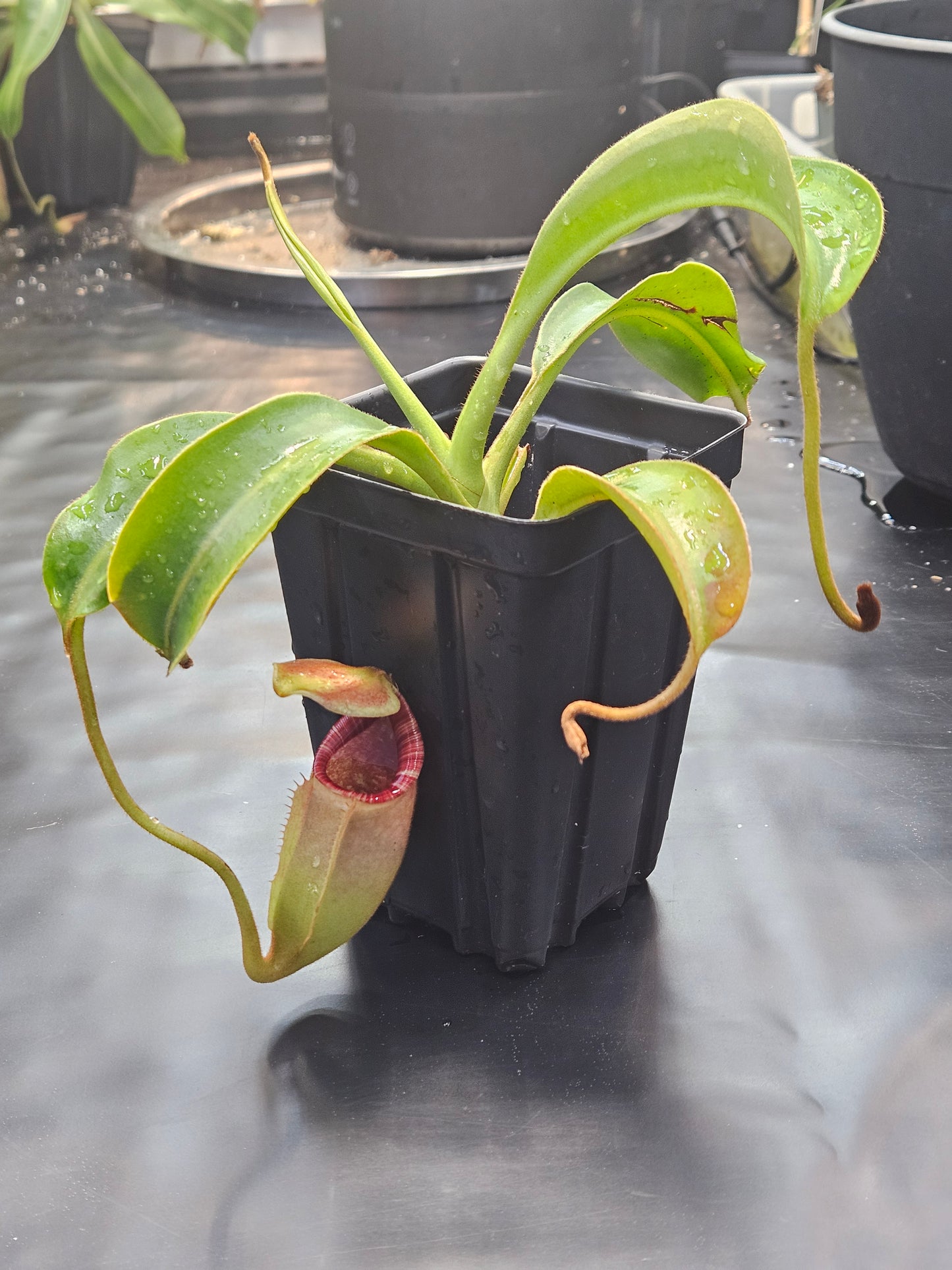 N. (lowii x Tiveyi) x [(lowii x veitchii) x burbidgeae]