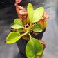 N. robcantleyi x veitchii