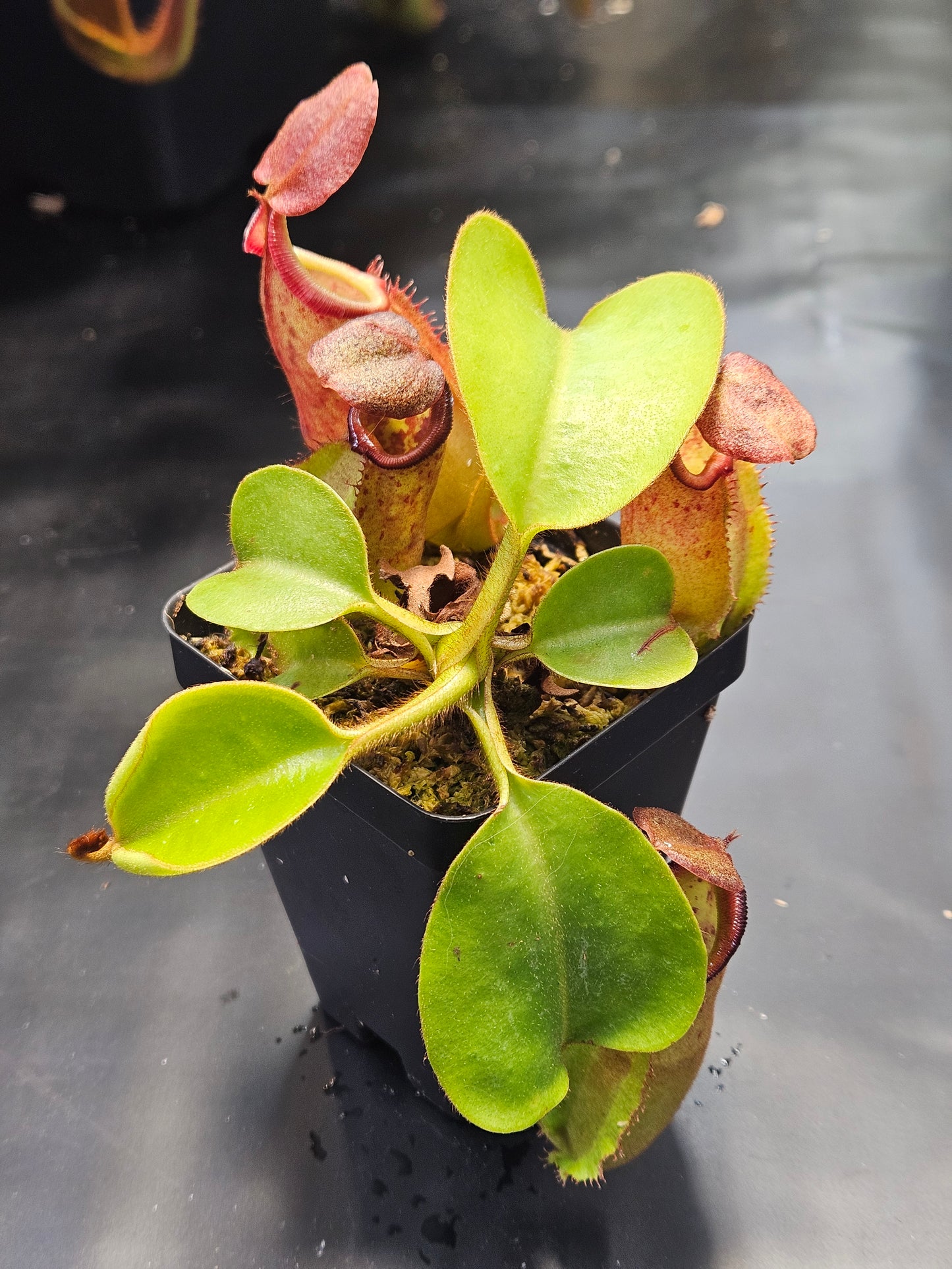 N. robcantleyi x veitchii