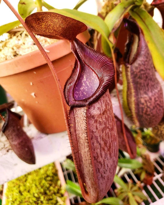 N. (densiflora × spectabilis "giant") × [(lowii × ventricosa) × (lowii × macrophylla)]