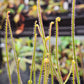 D. filiformis 'Red'