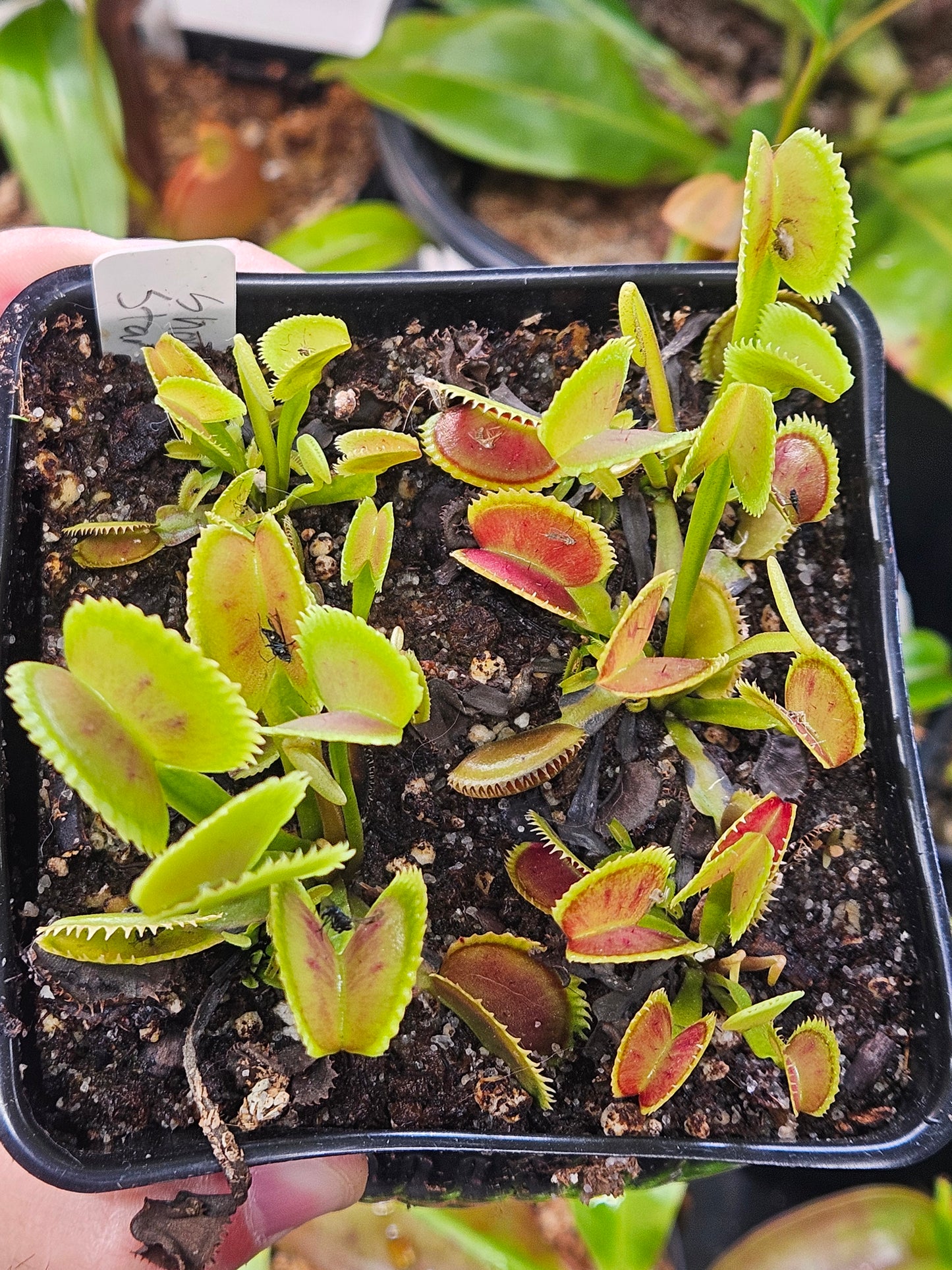 Dionaea m. 'Shogun Star'