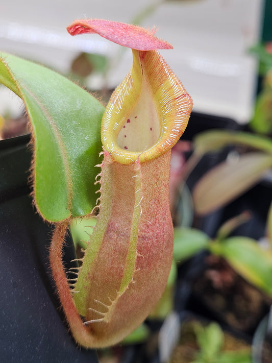 N. [(lowii x veitchii) x Tiveyi] x veitchii 'Red Tiger'