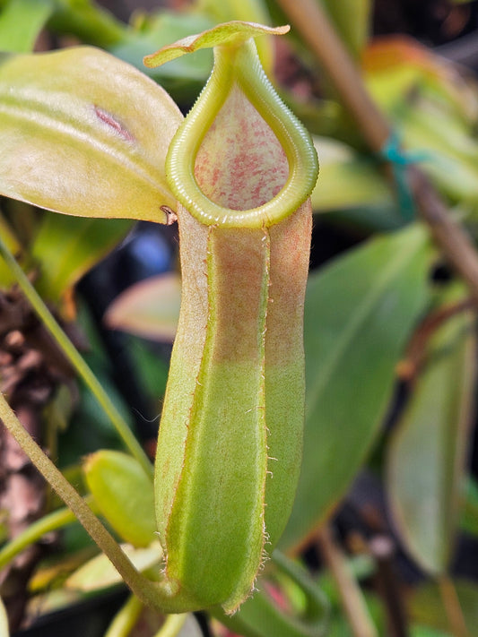 N. ventricosa x Tiveyi