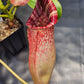 N. (lowii x Tiveyi) x [(lowii x veitchii) x burbidgeae] #2