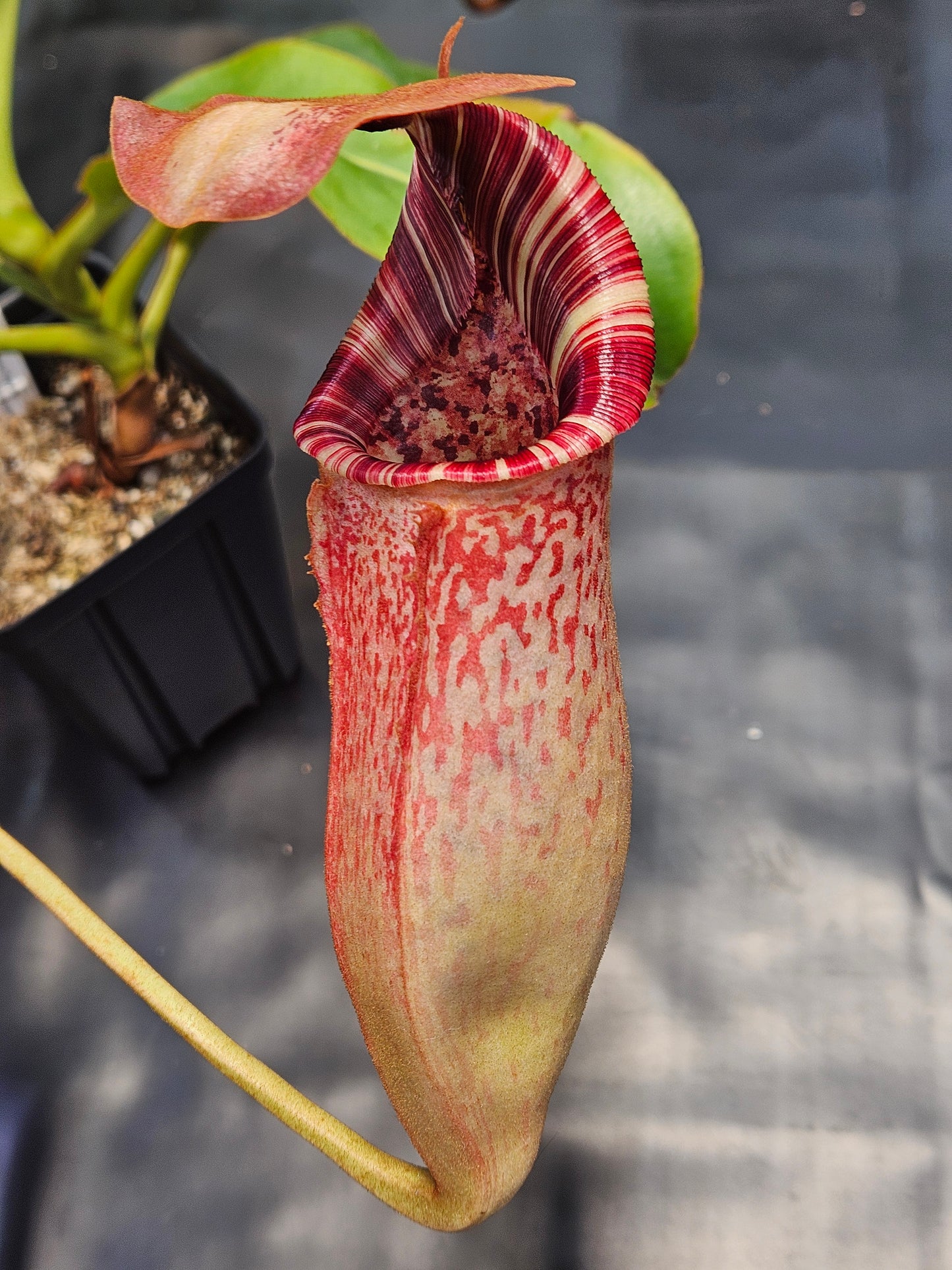 N. (lowii x Tiveyi) x [(lowii x veitchii) x burbidgeae] #2