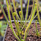 D. filiformis 'Red'