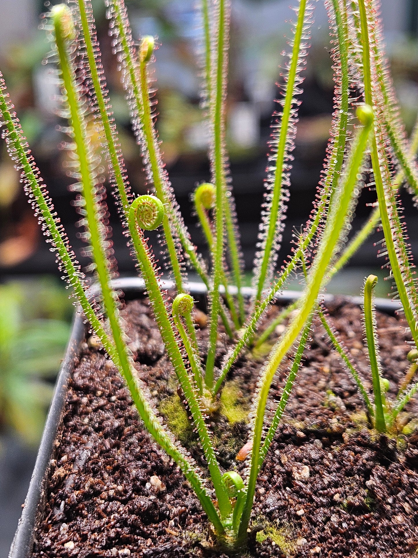 D. filiformis 'Red'