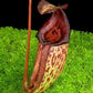 N. burbidgeae x (maxima x talangensis)