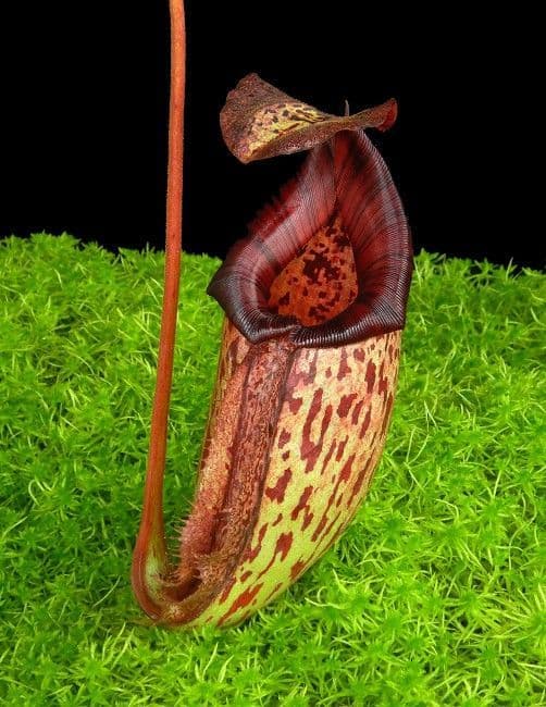 N. burbidgeae x (maxima x talangensis)