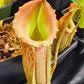 N. maxima JB