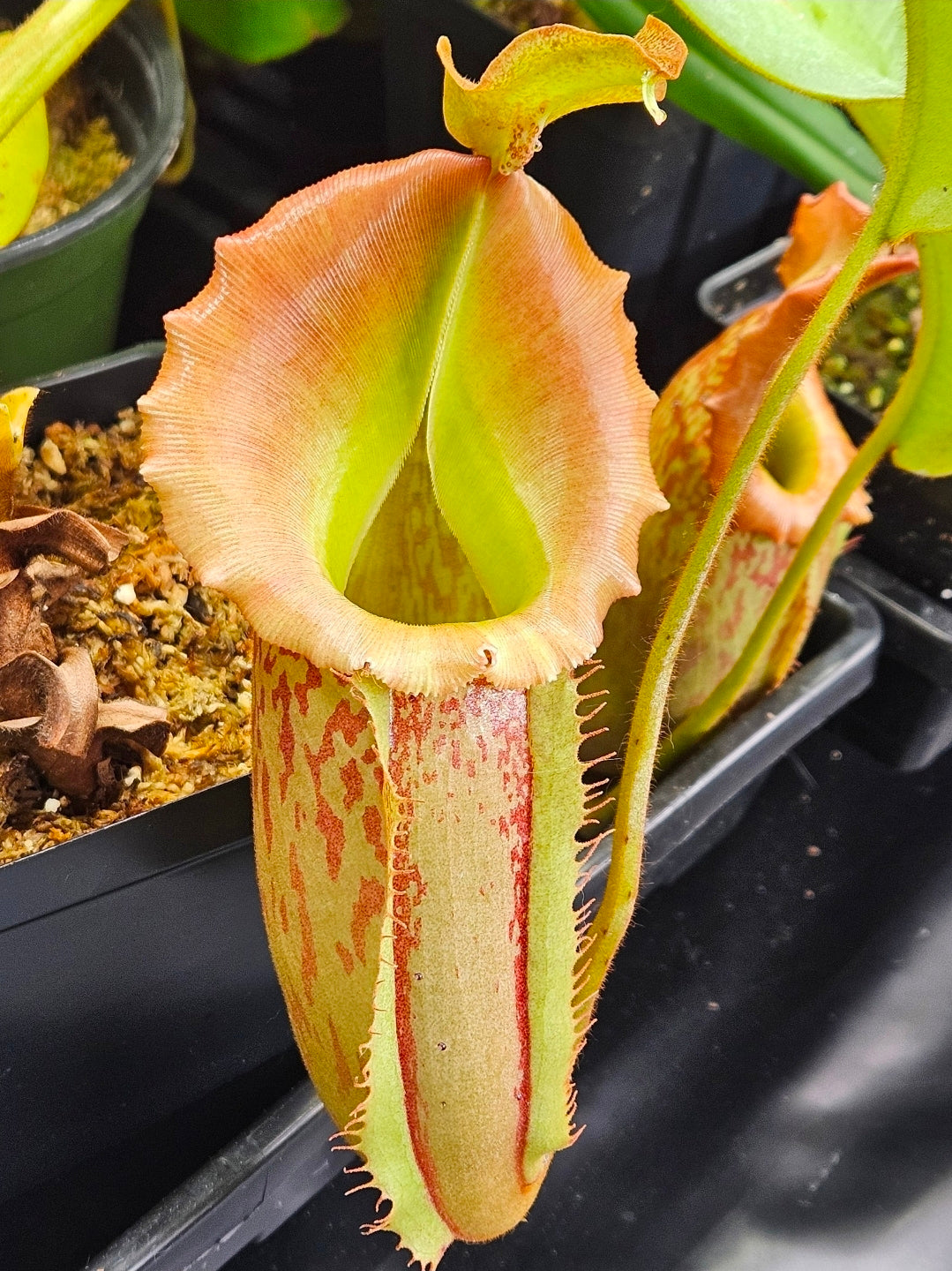 N. maxima JB