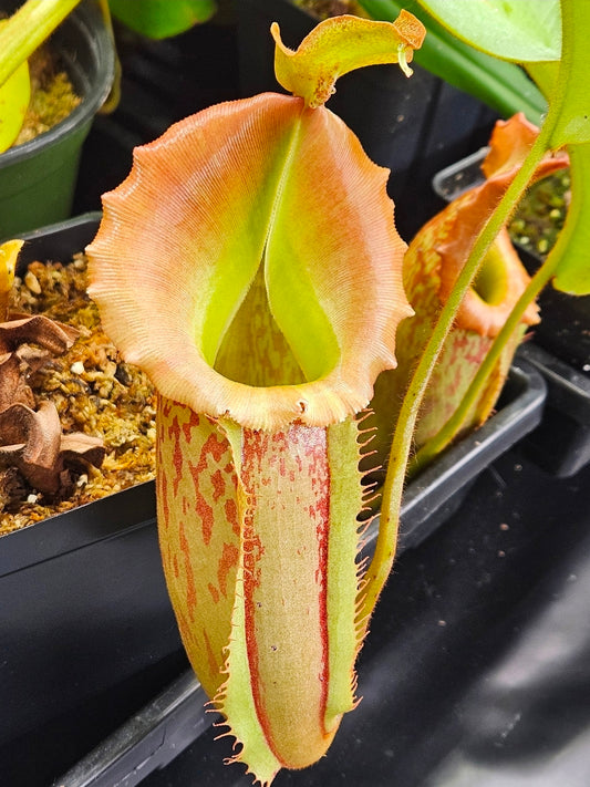 N. maxima JB