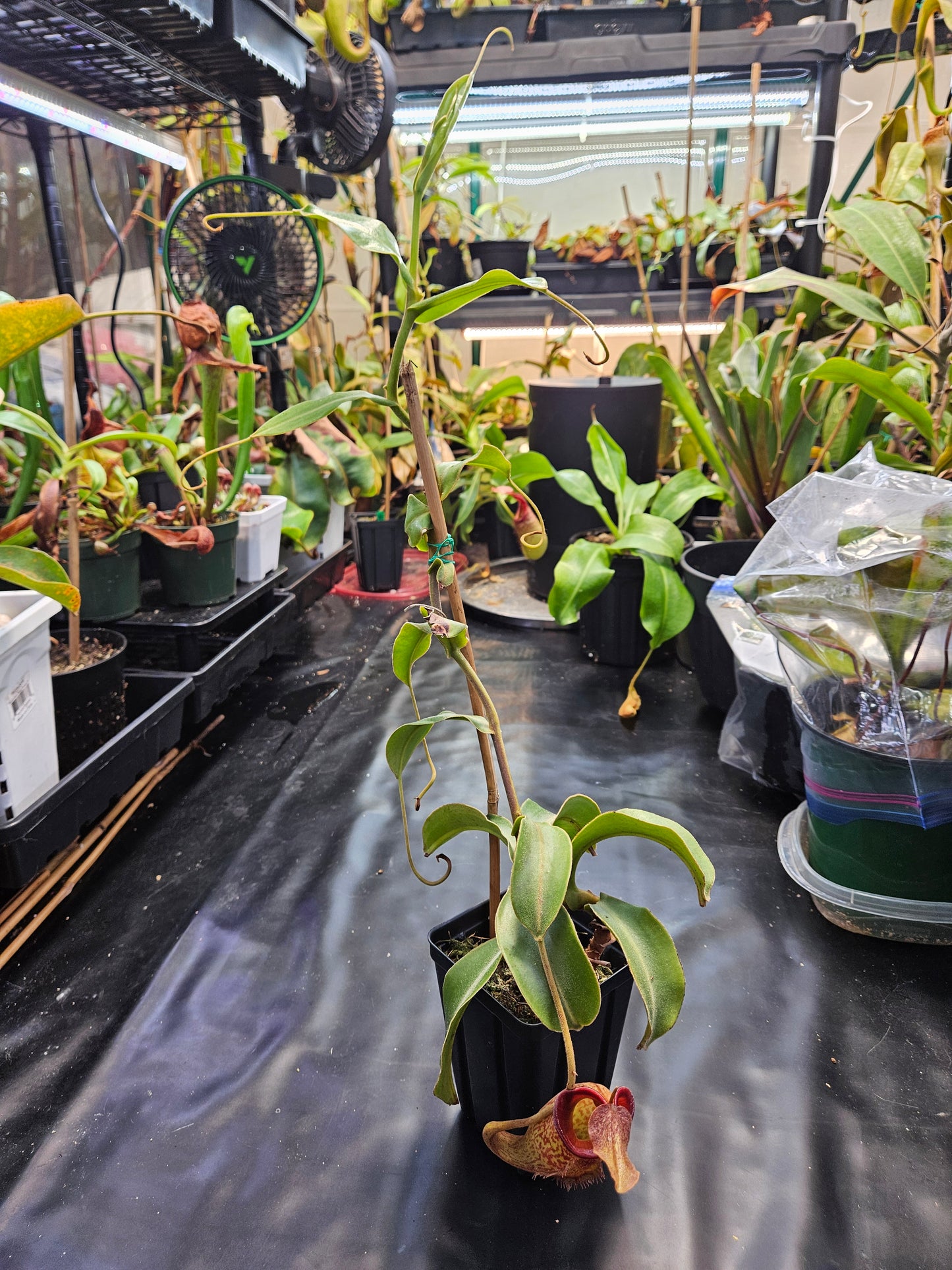 N. talangensis x zakriana XXL