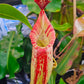 N. (veitchii x burbidgeae) x (LVB x VMV) #3 - Rooted Cutting
