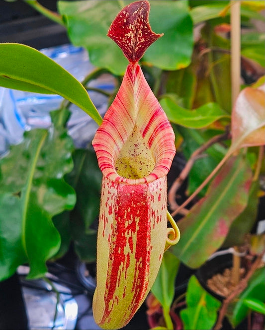 N. (veitchii x burbidgeae) x (LVB x VMV) #3 - Rooted Cutting