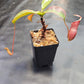 N. northiana x (LVBxVMV)