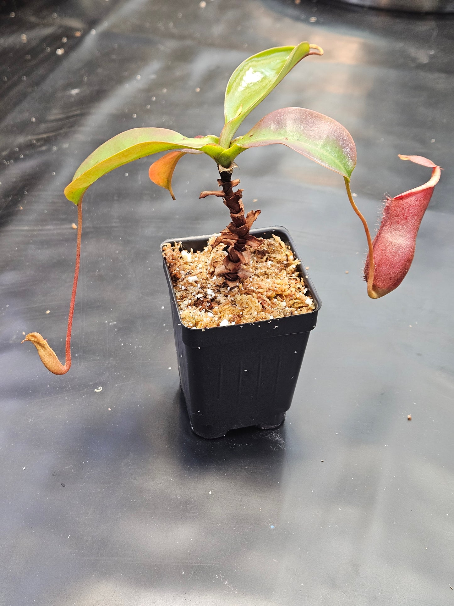 N. northiana x (LVBxVMV)