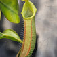 N. veitchii "Bario" - BCP