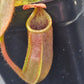 N. LVB x (splendiana x VMV)
