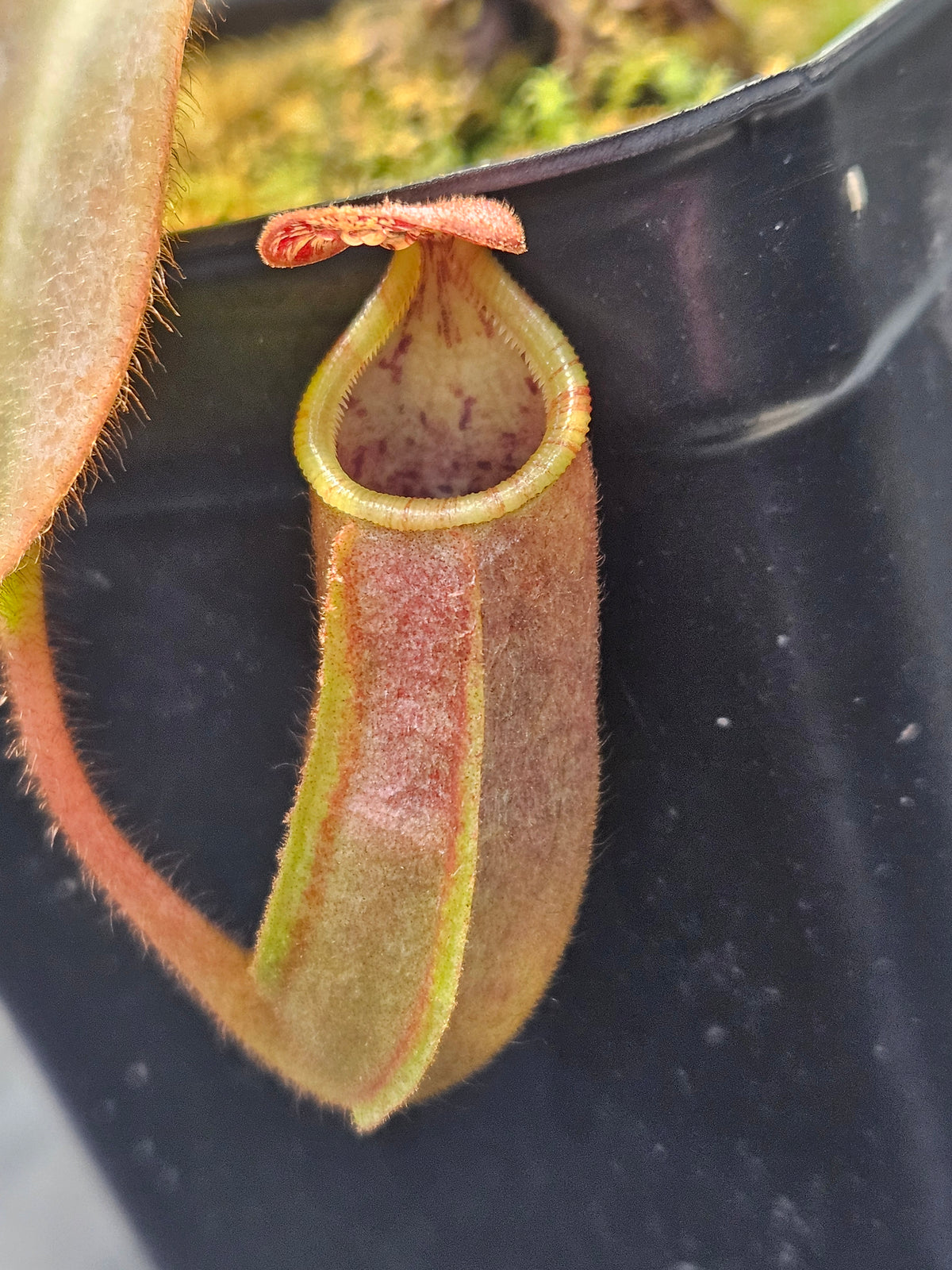 N. LVB x (splendiana x VMV)