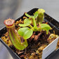 N. truncata (Giant x C) #1