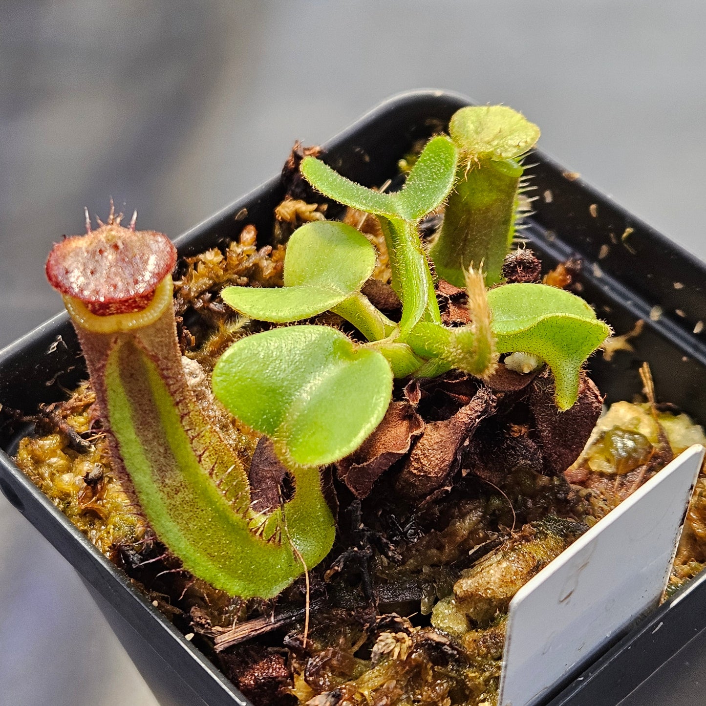 N. truncata (Giant x C) #1
