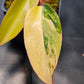 Philodendron 'Strawberry Shake' Hi-Color