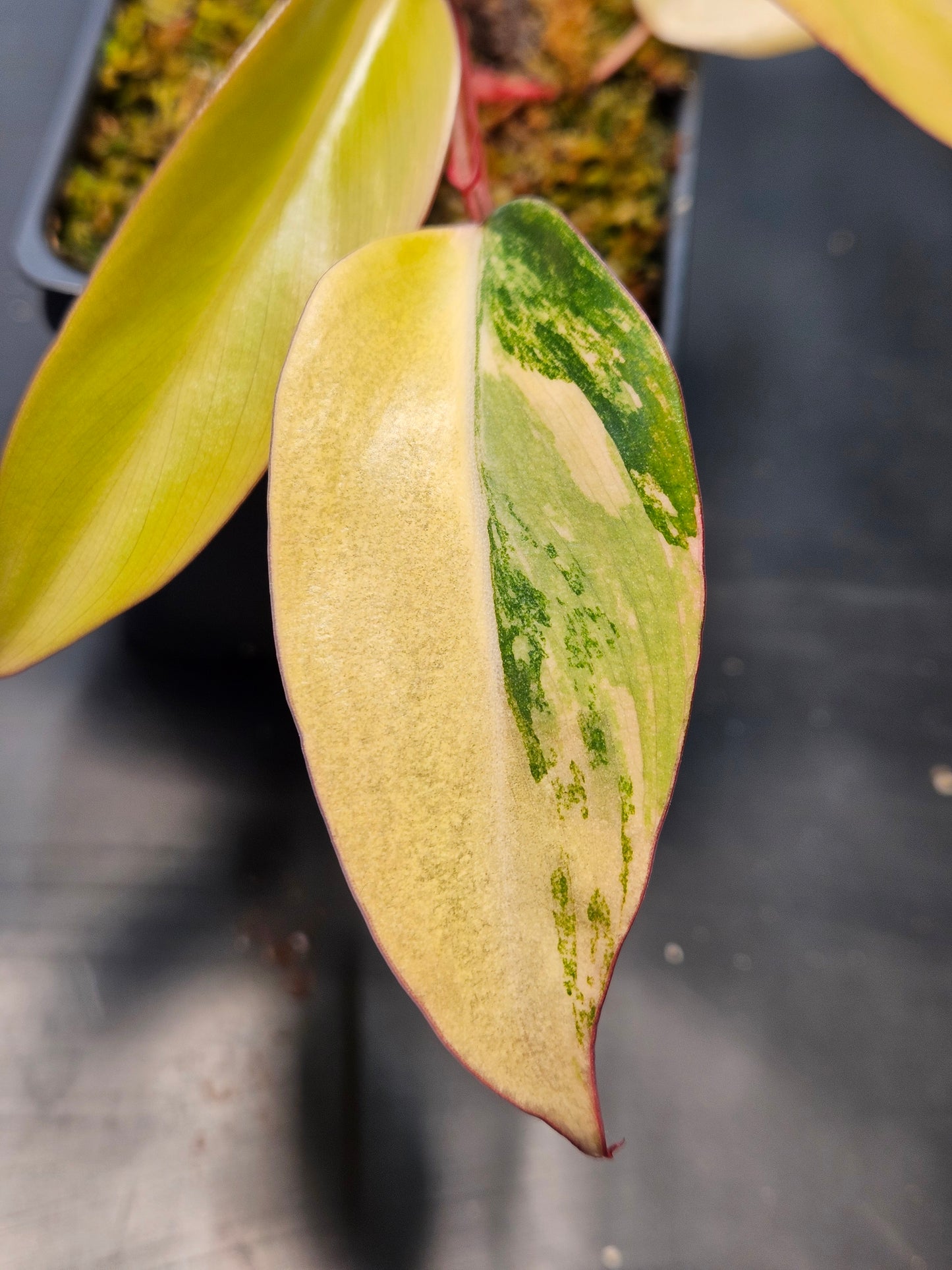 Philodendron 'Strawberry Shake' Hi-Color