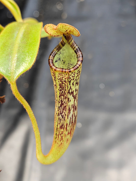 N. platychila x vogelii CK