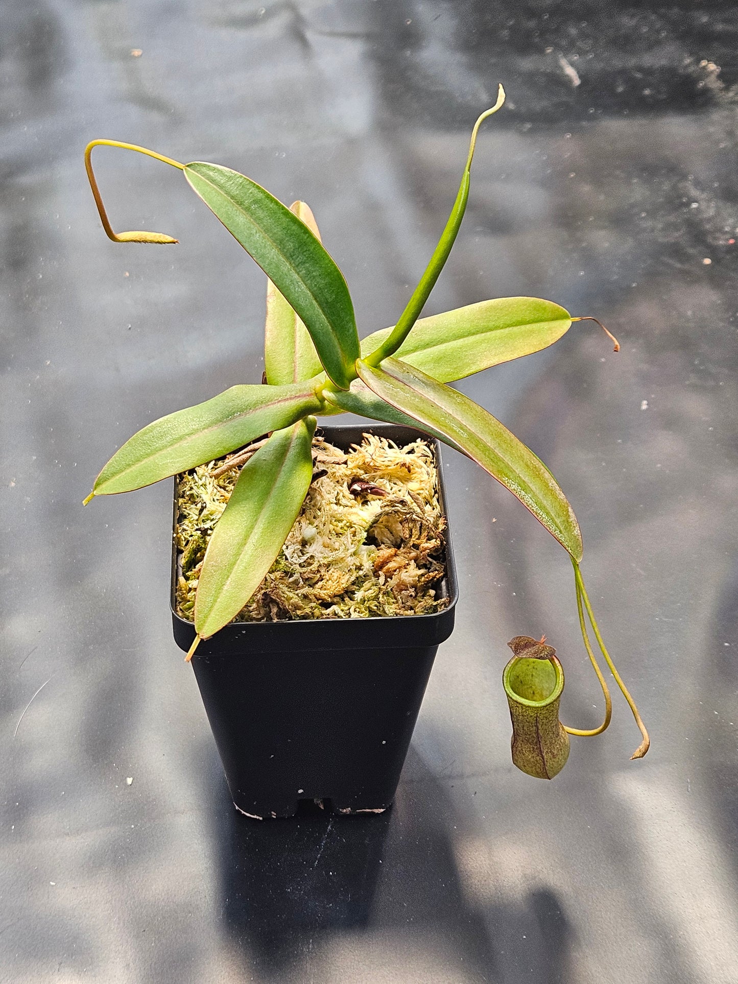N. 'Rebecca Soper'