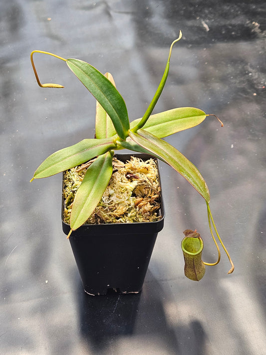 N. 'Rebecca Soper'