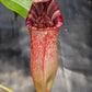 N. (lowii x Tiveyi) x [(lowii x veitchii) x burbidgeae] #2