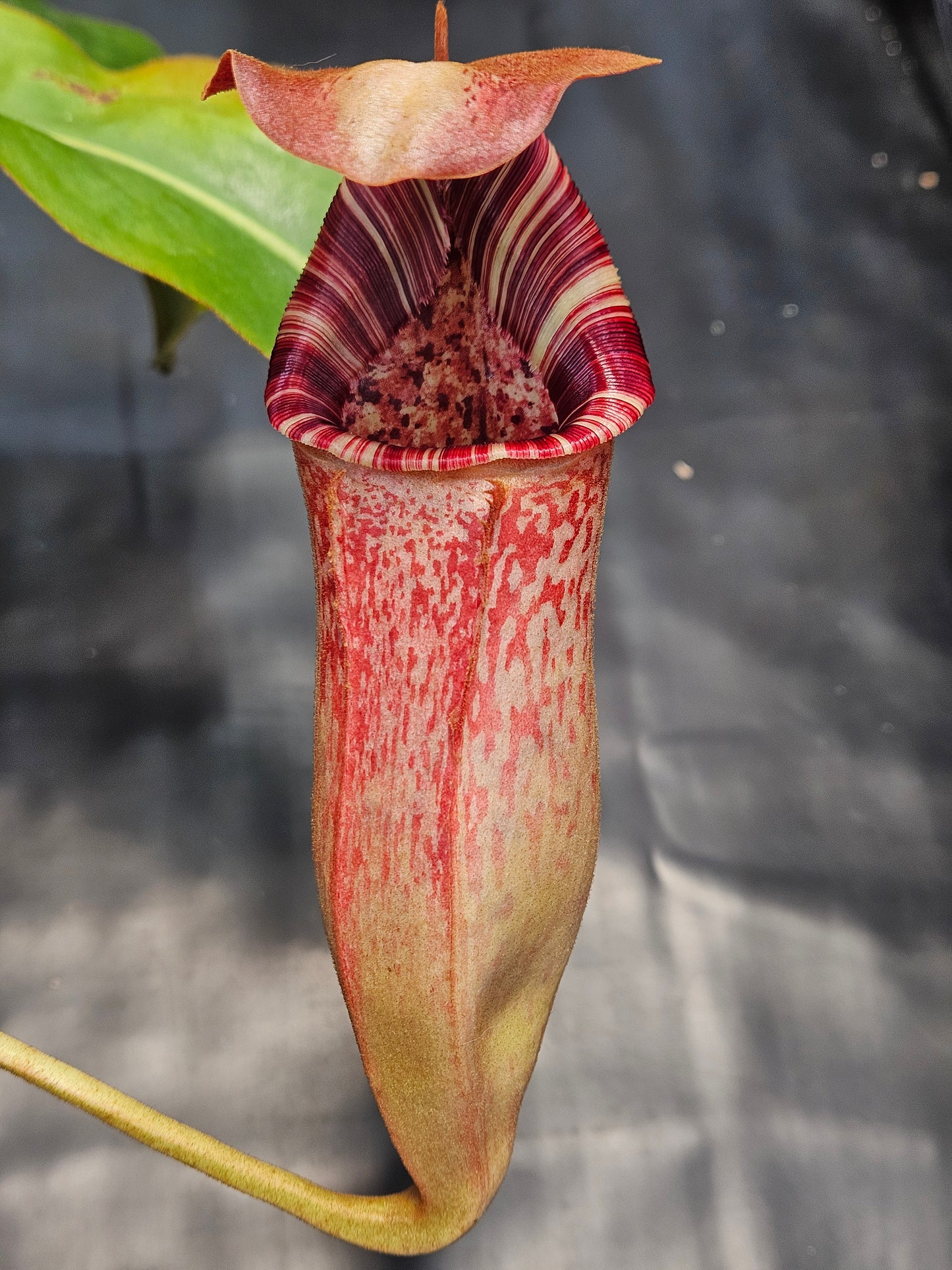 N. (lowii x Tiveyi) x [(lowii x veitchii) x burbidgeae] #2