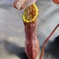 N. boschiana #2