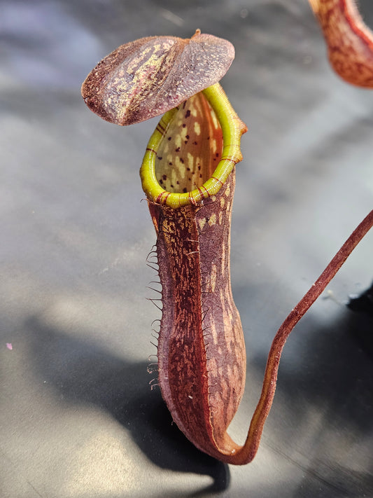 N. boschiana #2