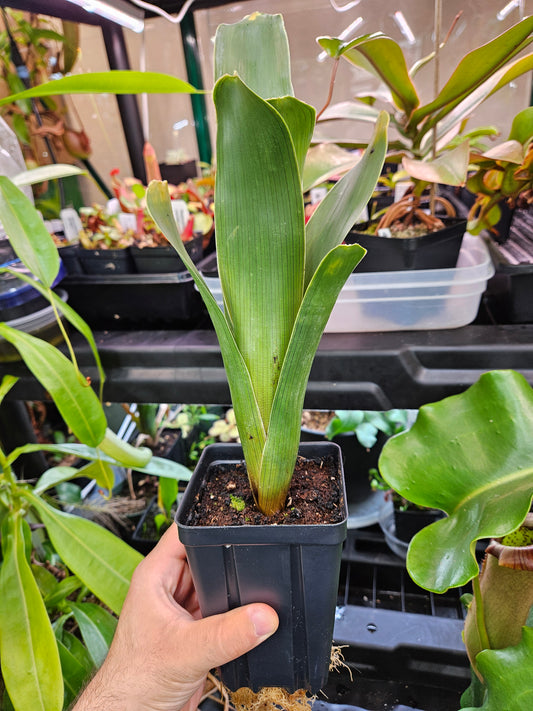Brocchinia reducta