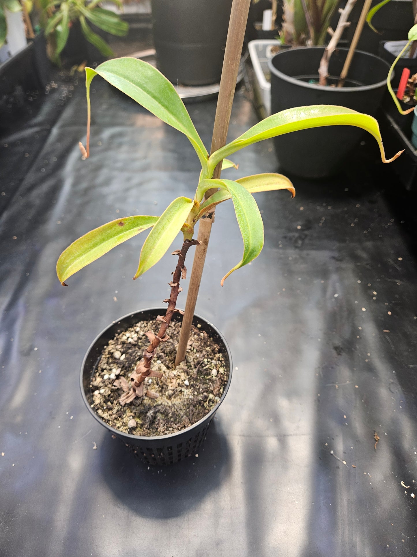 N. talangensis x (veitchii x boschiana)