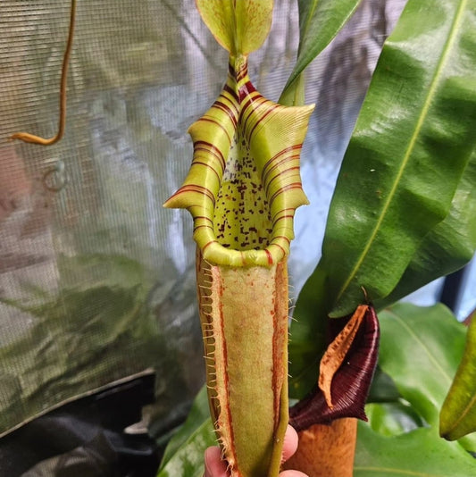 N. northiana x veitchii