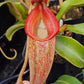 N. talangensis x zakriana - POLLEN